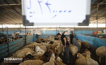 بازدید از مرکز عرضه بهداشتی دام ویژه عید قربان 7