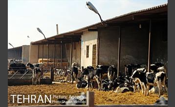 بوی نامطبوع در مسیر فرودگاه امام خمینی(ره) 28