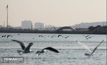 کوچ پرندگان مهاجر به دریاچه شهدای خلیج‌فارس 35