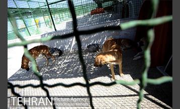 نقاهتگاه سگ های بدون صاحب واقع در آراد کوه 3