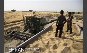 برداشت گندم در مزارع جنوب تهران‎ 22