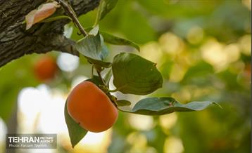 چهارمین جشنواره خرمالوی کن 16