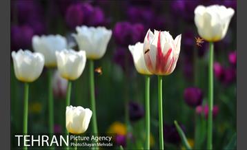 رویش گل های لاله در بوستان ملت 23