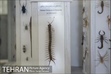 موزه طبیعت و حیات وحش ایران دارآباد‎ 21