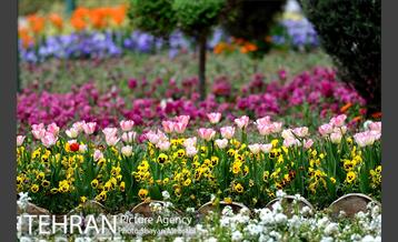 رویش گل لاله در پارک شهر 32
