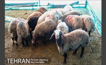 مرکز عرضه دام بهداشتی به مناسبت عید قربان در منطقه 22 تهران 4