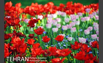 رویش گل های لاله در بوستان ملت 40