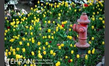 رویش گل های لاله در باغ ایرانی 19