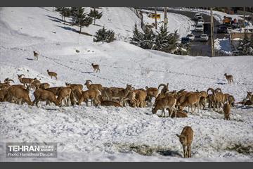 حیات وحش تهران  16