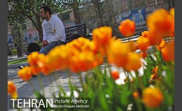 رویش گل های لاله در پارک ملت 15