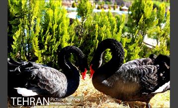 فصل بهار در بوستان های منطقه 4 10