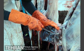 مراکز عرضه بهداشتی دام زنده 31