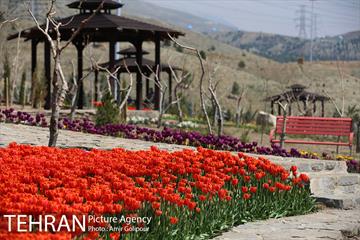باغ گل لاله های ایرانی در بوستان آبشار تهران‎ 21