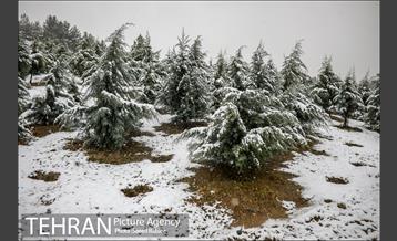 بارش نخستین برف پاییزی در تهران 1