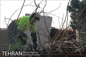 عملیات هرس درختان درمعابر و بوستانهای مناطق تهران 20