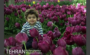 لاله های بهاری بوستان مختاری 29