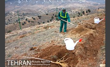کاشت ۱۰۰ هزار اصله نهال در پارک جنگلی تلو 7