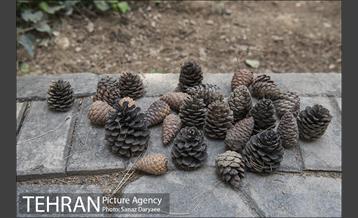 بوستان آزادگان 19