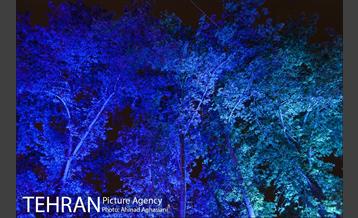 نورپردازی درختان بلوار میرداماد 19