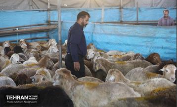 بازدید از مرکز عرضه بهداشتی دام ویژه عید قربان 8