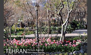 رویش گل های لاله در باغ ایرانی 41