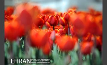 رویش گل های لاله در بوستان گفتگو 13
