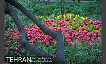 باغ ایرانی (بوستان مهندس مختاری) 17