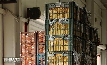 توزیع میوه شب عید قیمت تنظیم بازار در میادین و بازارهای میوه و تره‌بار 8