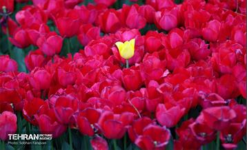 لاله‌ها میهمان باغ ایرانی 28