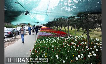 پیاده راه لاله مادران 56