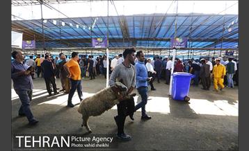 عرضه بهداشتی دام در جایگاه منطقه 2 شهرداری تهران  23