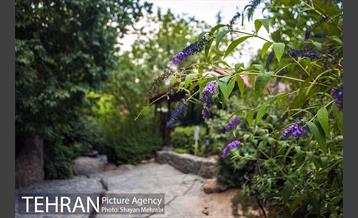 بوستان جمشیدیه 30