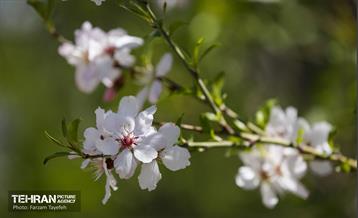 و اینک بهار 19