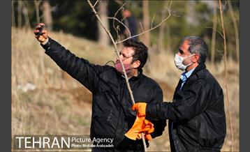 کاشت 2200 اصله نهال در بوستان جنگلی چیتگر 24