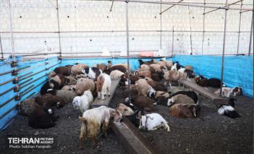 مرکز عرضه دام بهداشتی به مناسبت عید قربان 47