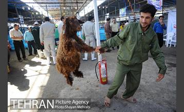 بازدید معاونین شهردار از جایگاه های عرضه دام زنده 3