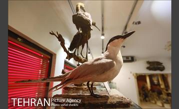 موزه طبیعت و حیات وحش دارآباد 19