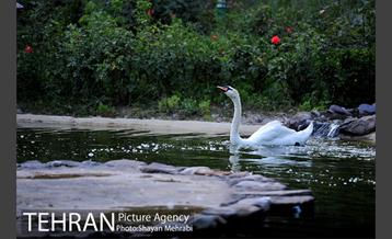 باغ پرندگان تهران 46