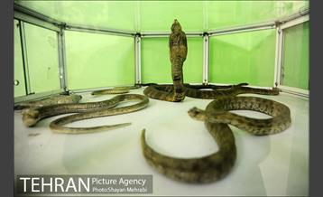 موزه حیات وحش هفت چنار 54