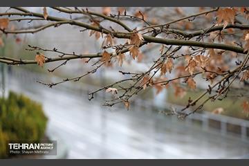 بارش باران زمستانی در تهران 26