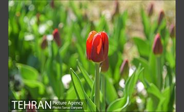 رویش لاله ها در پارک شهر 20