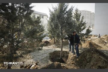 جابجایی اصولی 106 اصله درخت در منطقه 5 شهرداری 18