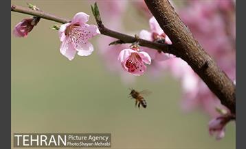 بهار در تهران 18