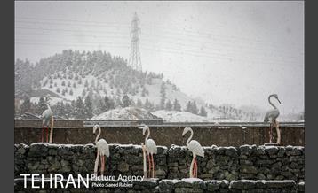 بارش نخستین برف پاییزی در تهران 10
