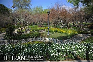 رویش گل های لاله در باغ ایرانی 21