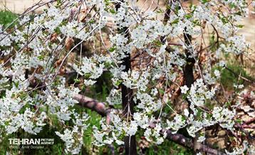 طبیعت بهاری روستای سنگان 21