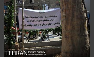 احیای درختان خیابان  ولیعصر( عج) با حضور شهردار تهران  33