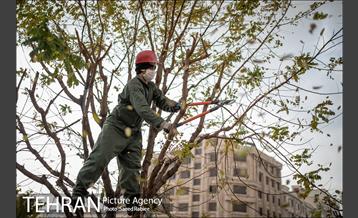 آغاز فصل هرس درختان- 2