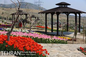 باغ گل لاله های ایرانی در بوستان آبشار تهران‎ 20