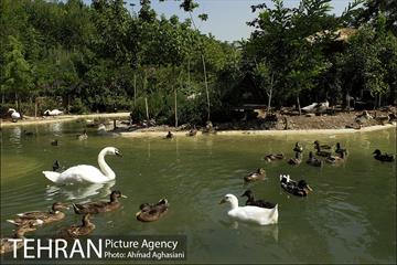 باغ پرندگان تهران 2